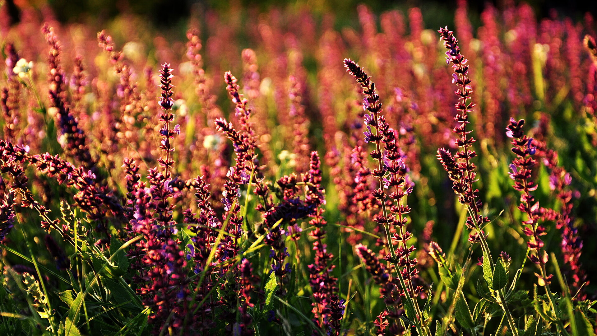 青岛黄海中场被罚下场，影响球队比赛节奏，青岛黄海队主场在哪