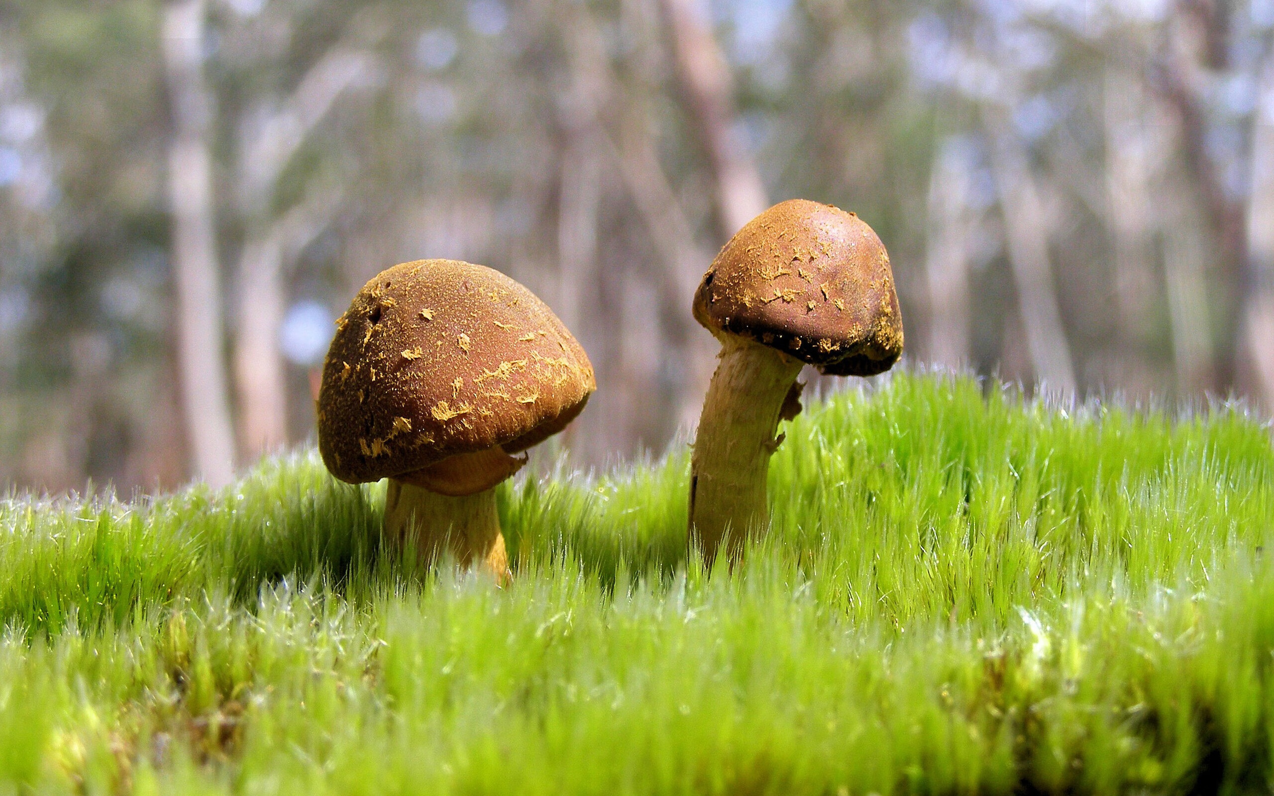 开云网页版-西蒙50蛙速度让人惊叹，西蒙g50