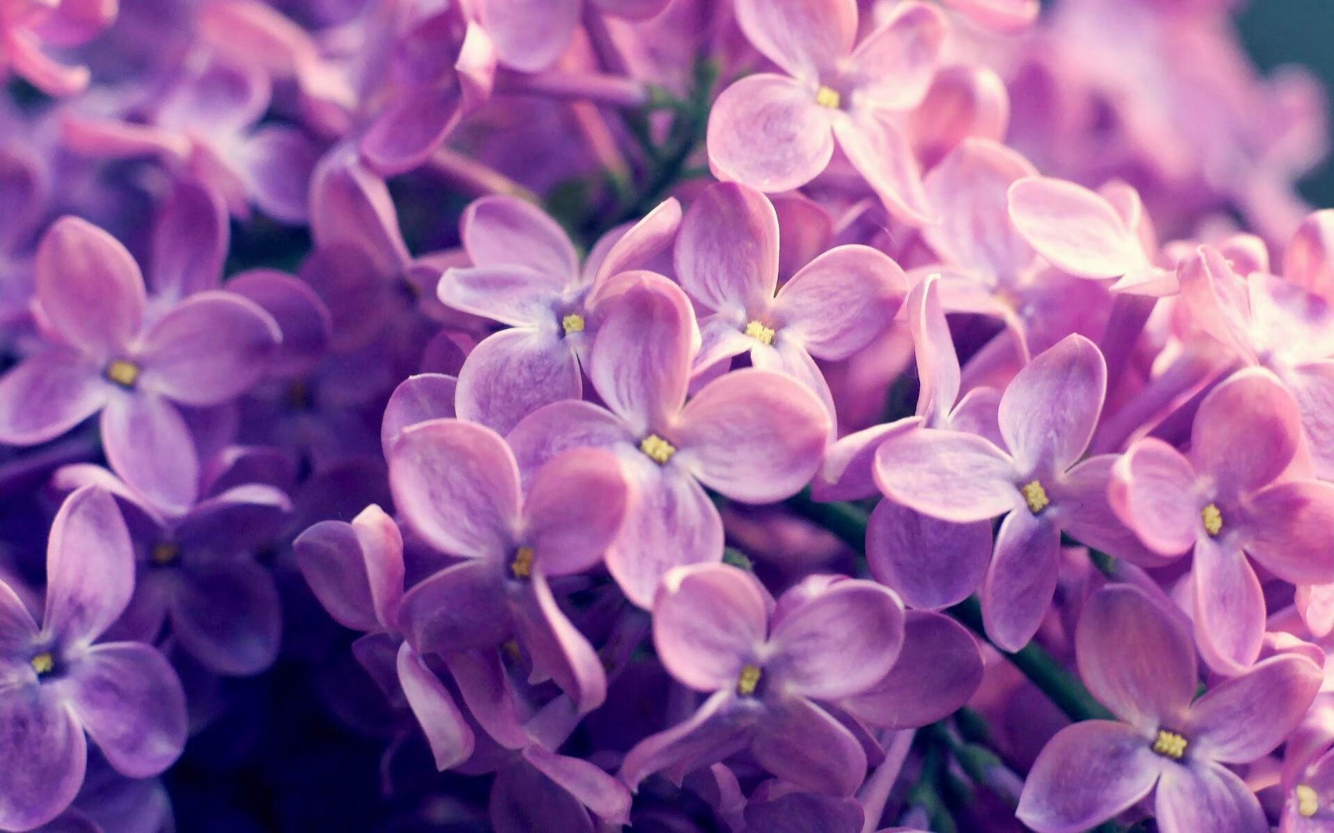 跳水动作流畅南非选手获高分，非洲跳水